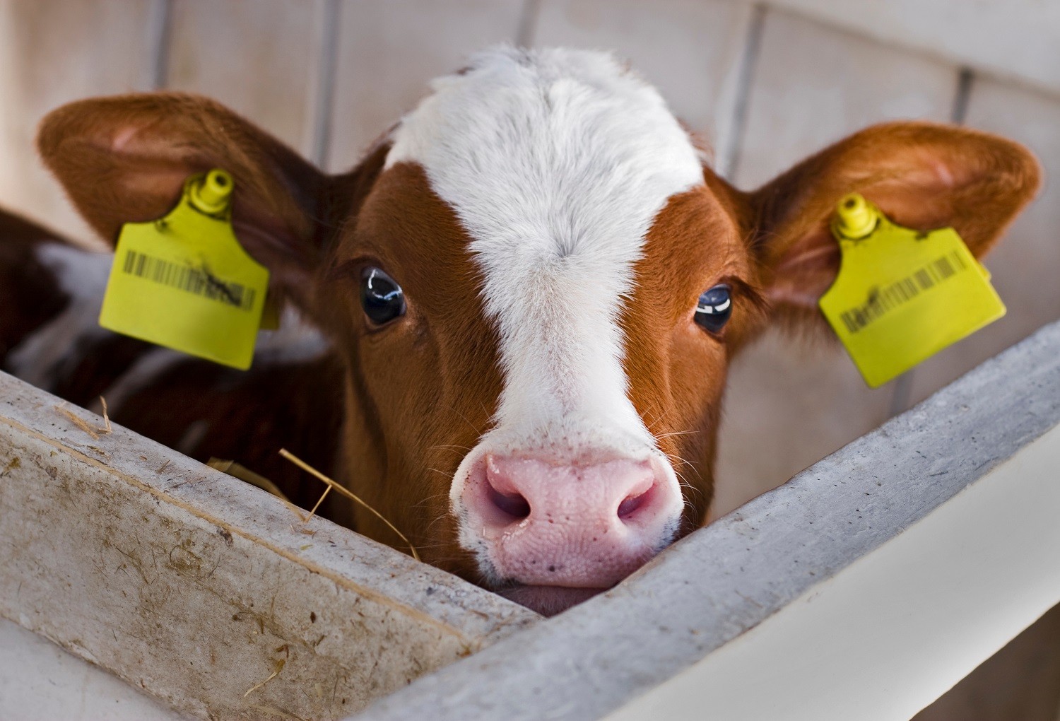 Hulp bij kalveren opstarten