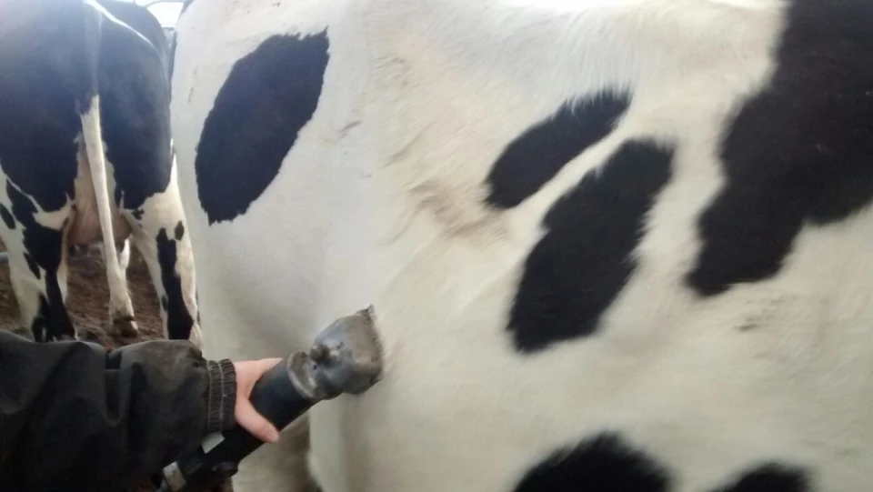 Uw vee laten scheren door Wark